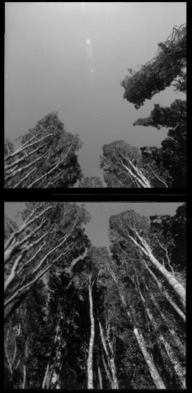 Beech trees, Papatowai Catlins New Zealand, Lloyd Godman