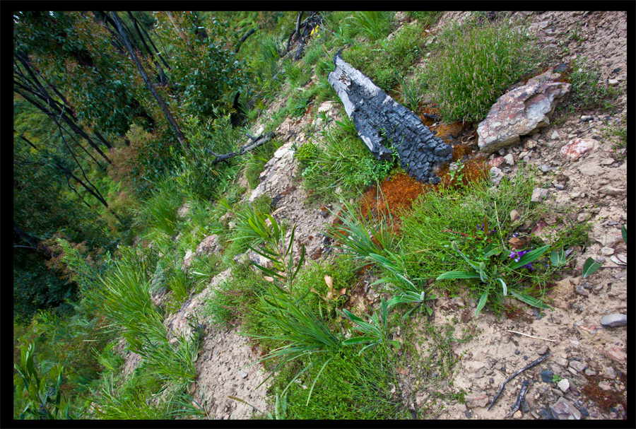 entropy triptych - Frame 0045 - 0046 - 0047 - a walk from the Kinglake Rd to the top of the hill - Oct 11 2010 - Lloyd Godman