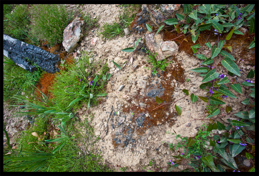 entropy triptych - Frame 0045 - 0046 - 0047 - a walk from the Kinglake Rd to the top of the hill - Oct 11 2010 - Lloyd Godman