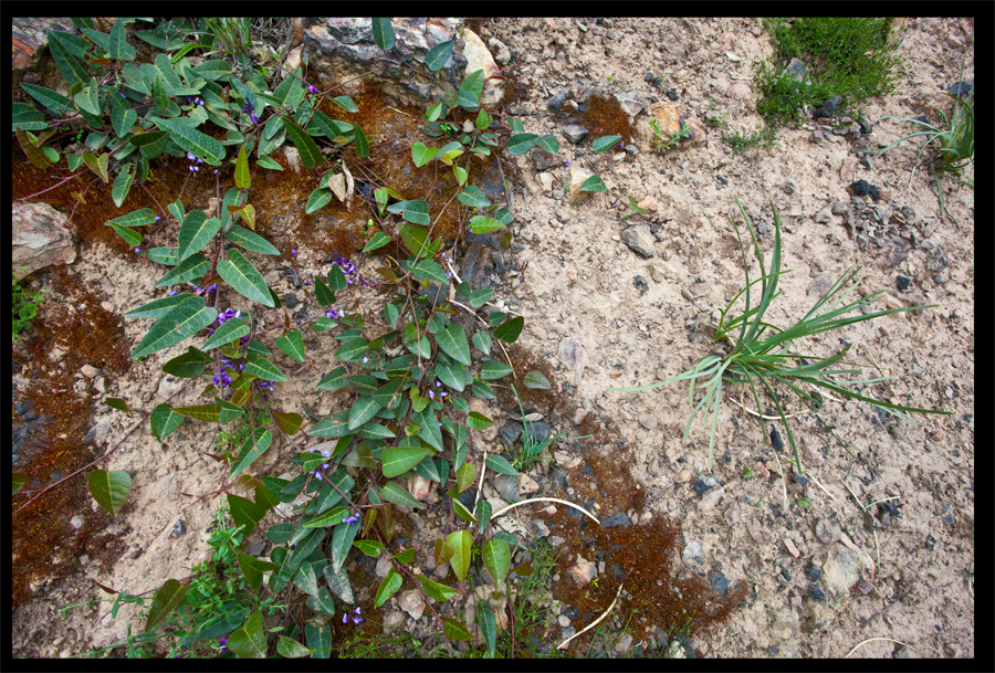 entropy triptych - Frame 0045 - 0046 - 0047 - a walk from the Kinglake Rd to the top of the hill - Oct 11 2010 - Lloyd Godman