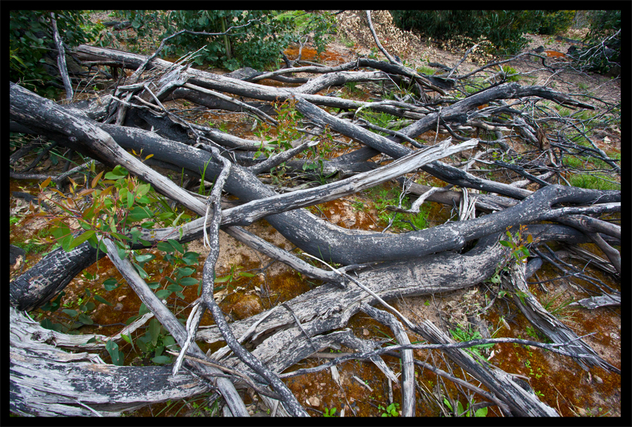 entropy triptych - Frame 0045 - 0046 - 0047 - a walk from the Kinglake Rd to the top of the hill - Oct 11 2010 - Lloyd Godman