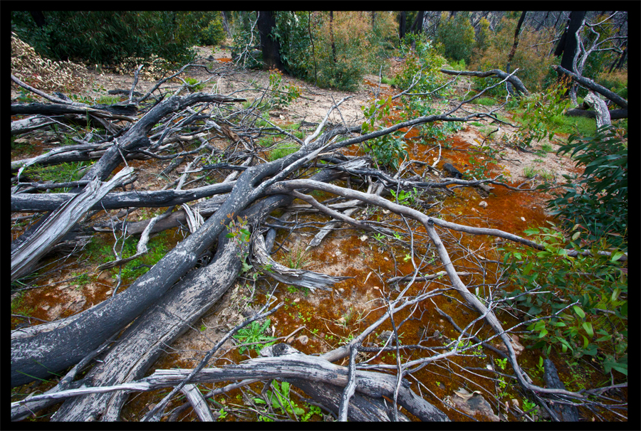 entropy triptych - Frame 0045 - 0046 - 0047 - a walk from the Kinglake Rd to the top of the hill - Oct 11 2010 - Lloyd Godman