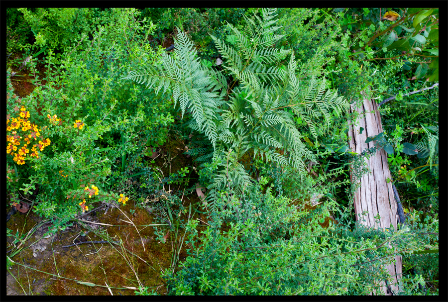 a walk from the Kinglake Rd to the top of the hill