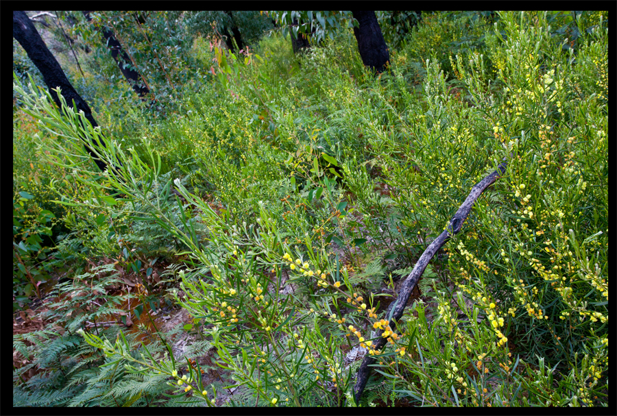 a walk from the Kinglake Rd to the top of the hill - Oct 11 2010 - Lloyd Godman