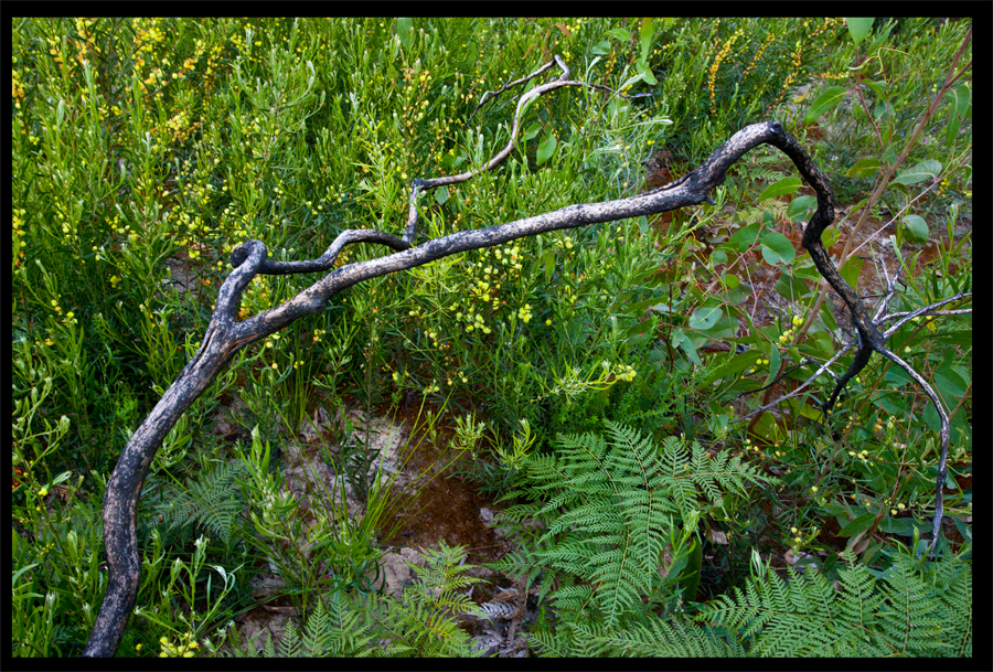 a walk from the Kinglake Rd to the top of the hill - Oct 11 2010 - Lloyd Godman