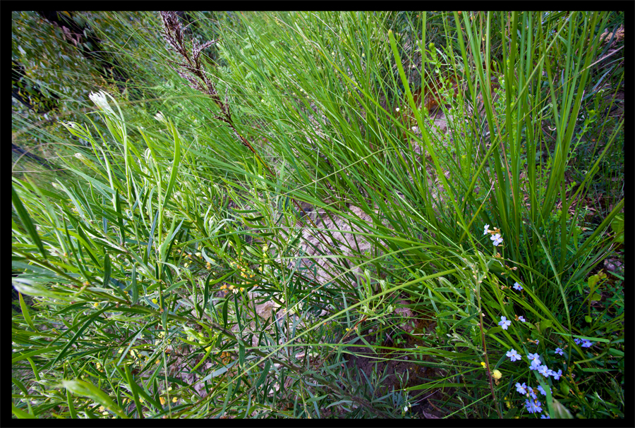 a walk from the Kinglake Rd to the top of the hill - Oct 11 2010 - Lloyd Godman