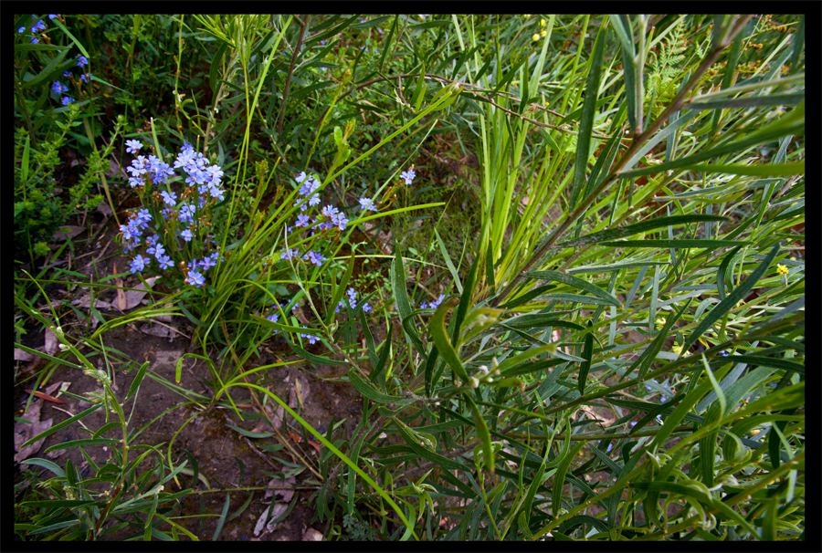 a walk from the Kinglake Rd to the top of the hill - Oct 11 2010 - Lloyd Godman