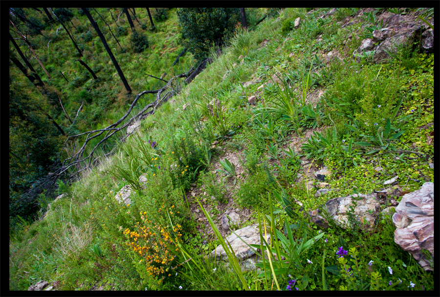 a walk from the Kinglake Rd to the top of the hill - Oct 11 2010, Lloyd Godman