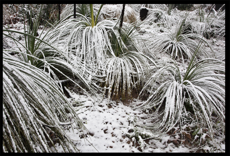 entropy triptych - Frame 0265 - Kinglake in the snow - Oct 16 2010 - Lloyd Godman