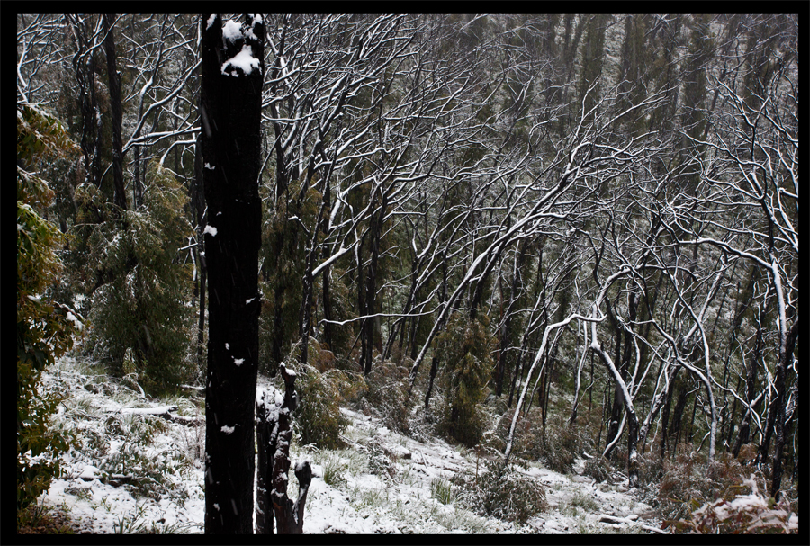 entropy triptych - Frames 0321 - 322 - 323 - Kinglake in the snow - Oct 16 2010 - Lloyd Godman