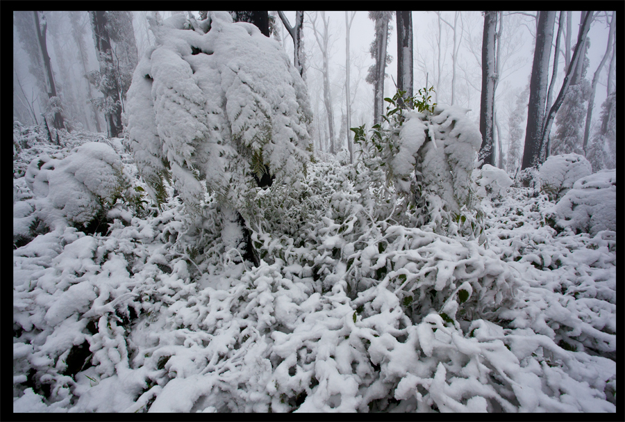 Treeferns Kinglake in the snow - Oct 16 2010 - Lloyd Godman