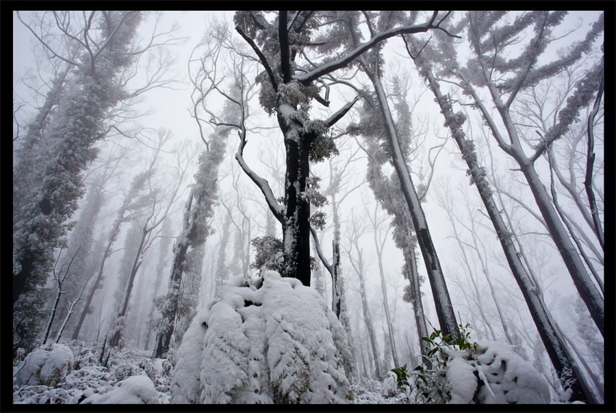 Kinglake in the snow - Oct 16 2010 - Lloyd Godman