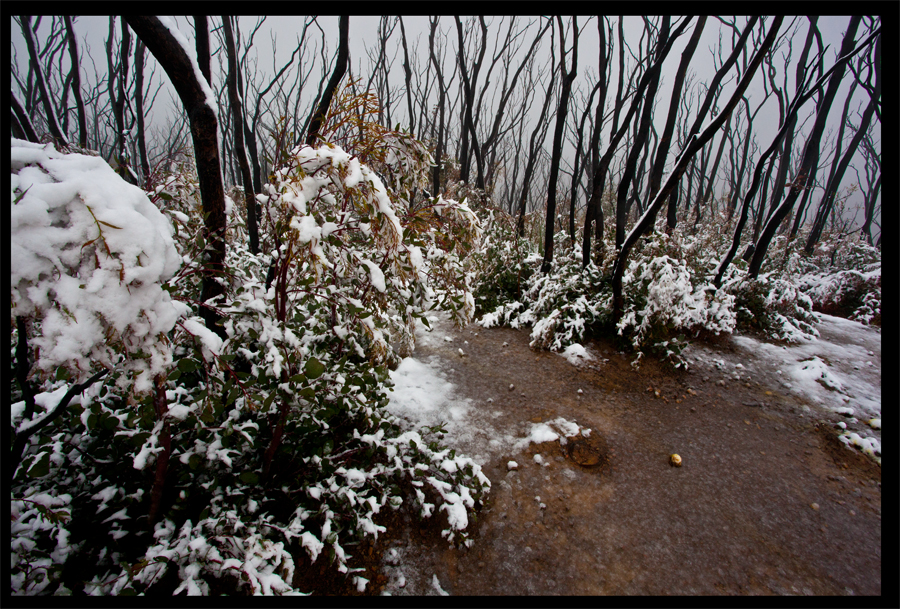 Kinglake in the snow - Oct 16 2010 - Lloyd Godman