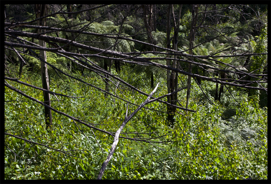 Bush regeneration after fire, Lloyd Godman