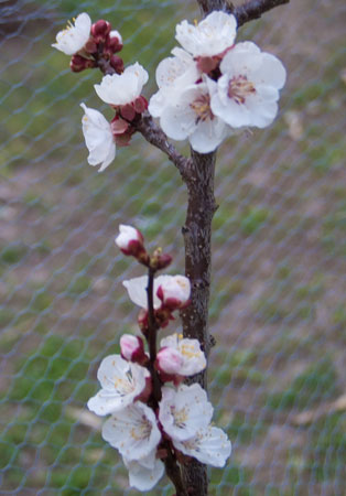 Detail of the Moorepark Apricot flowers, Godman