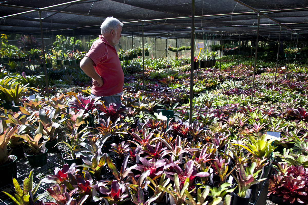 Bob Grant with some of his beautifully grown Bromeliads in a nursery north NSW. 