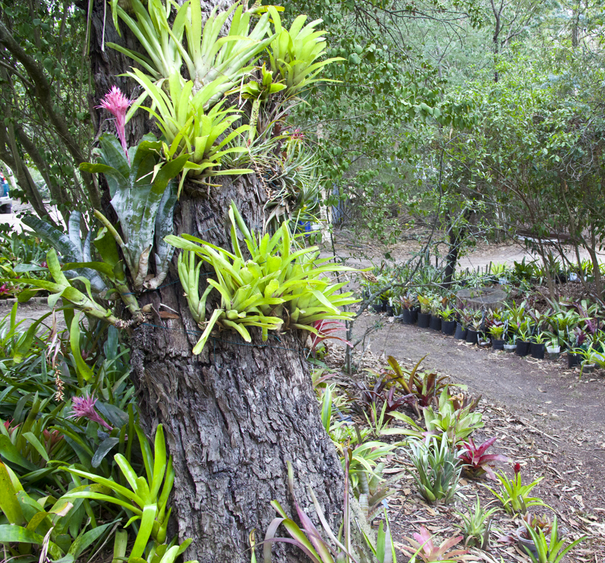Here Bromeliads are growing in the ground at the base of a gum tree and also as epiphyites on the trunk of the tree
