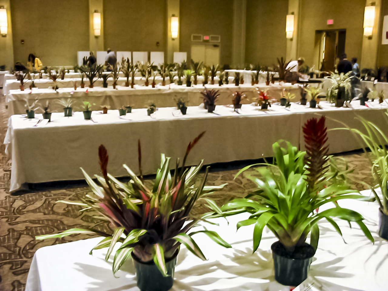 Bromeliads arranged for judging at the International Bromeliad Conference Chicago 2004