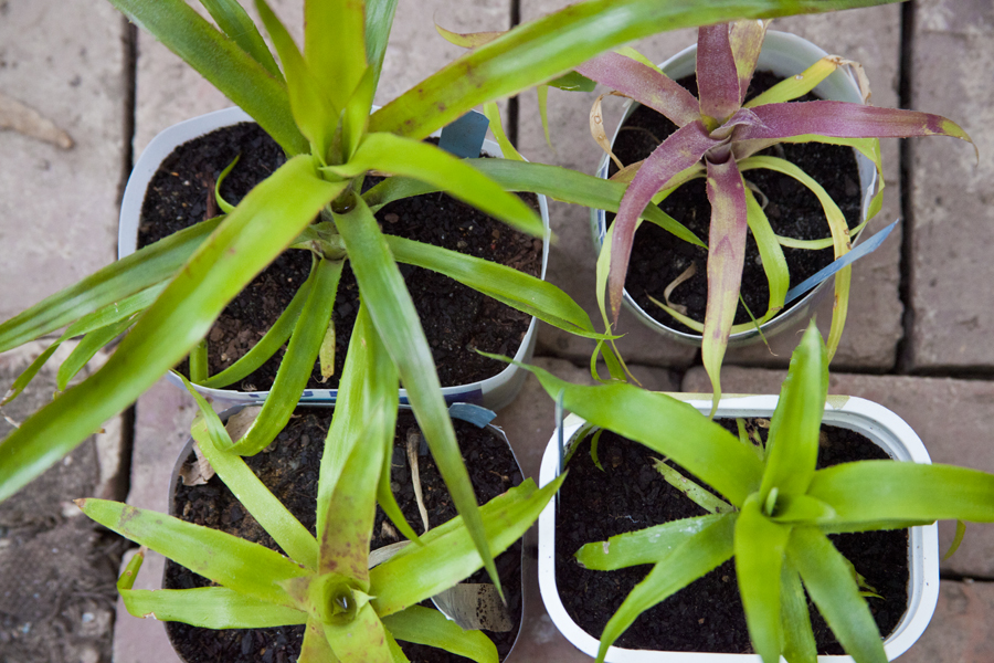 Billbergia hybrids, lloyd godman