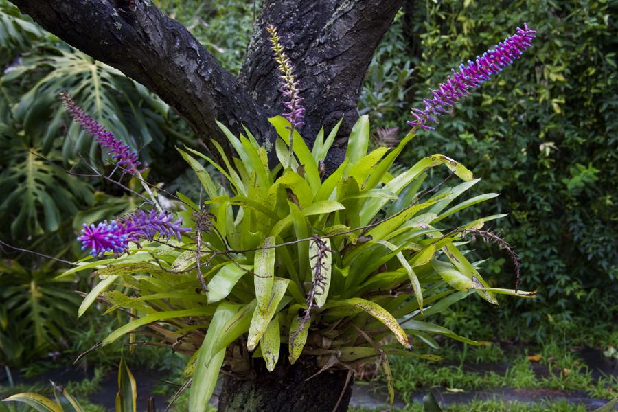 A clump of Aechmea gamospala grown as an epiphyte of an old plum tree