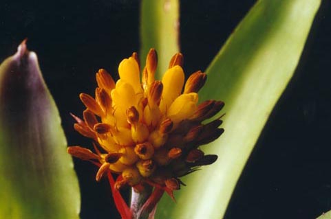 Aechmea Calyculata, Photograph Lloyd Godman