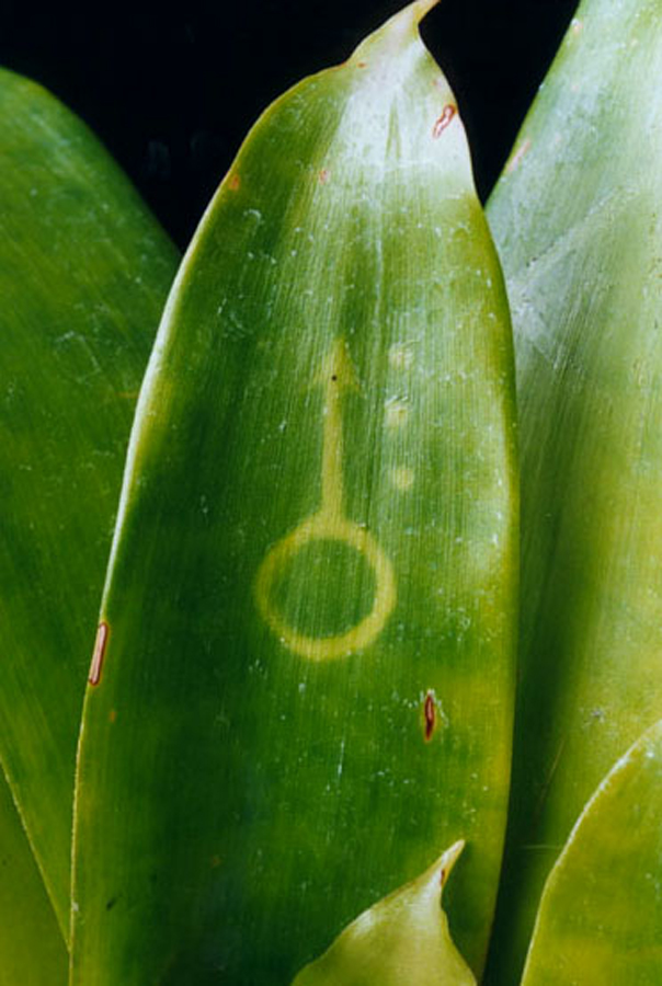 image grown on Bromeliad plant , Lloyd Godman