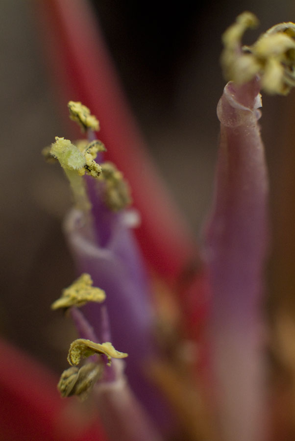 Tillandsia Brachycaulous Hybrid flower