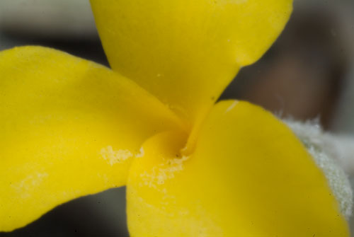 Flower detail - Tillandsia Crocata