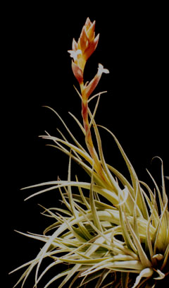 flower spike Tillandsia Leonamiana