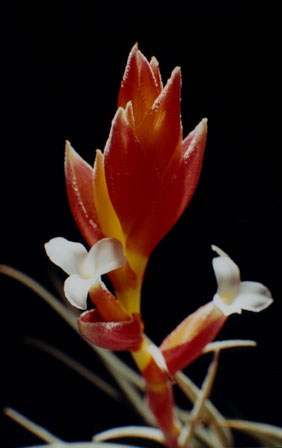 flower Tillandsia Leonamiana