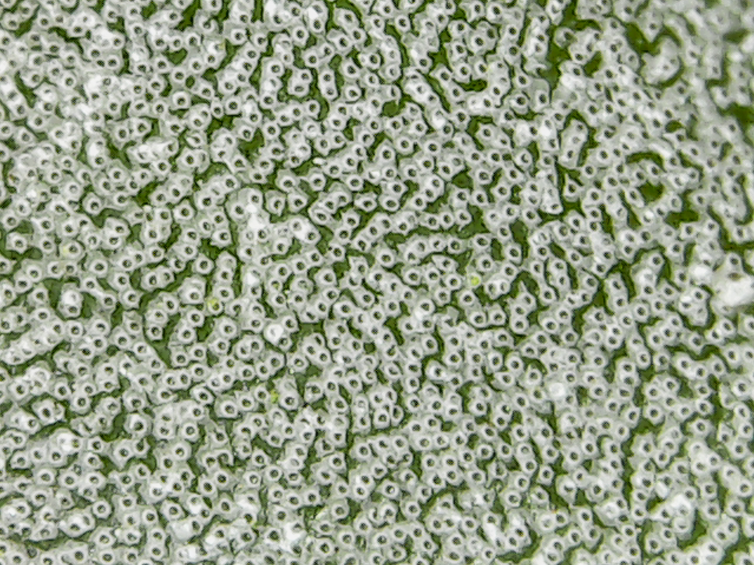 Intricate leaf trichome patternof Tillandsia achyrostachy