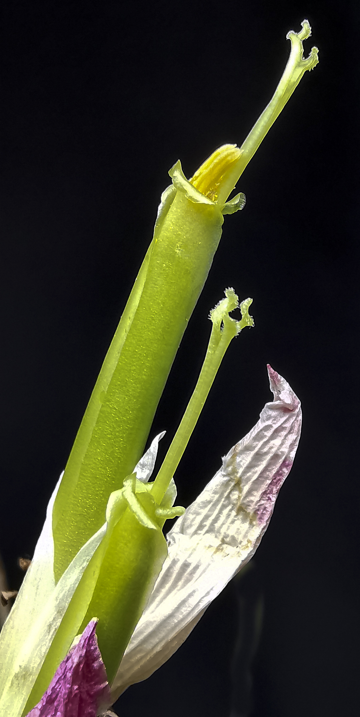 Flower - Tillandsia achyrostachys