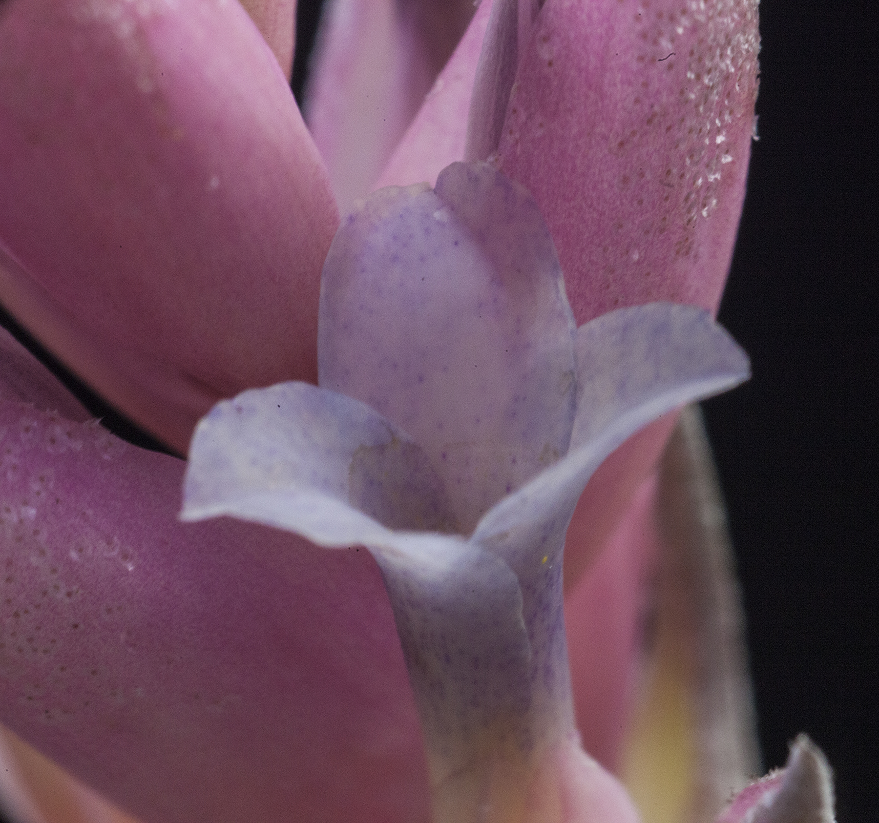 Tillandsia comparapaensis flower