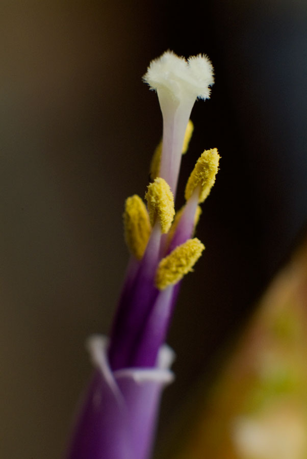 Tillandsia Fusciculata Flower