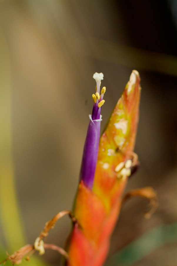 Tillandsia Fusciculata Flower