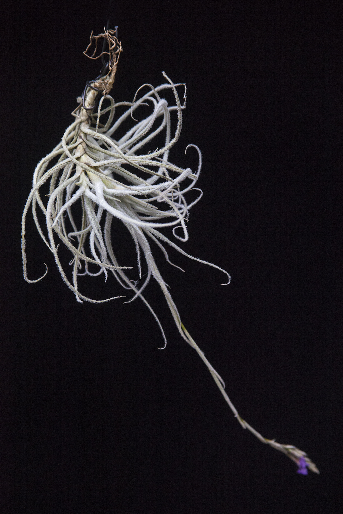 Tillandsia graomogolensis with flower spike
