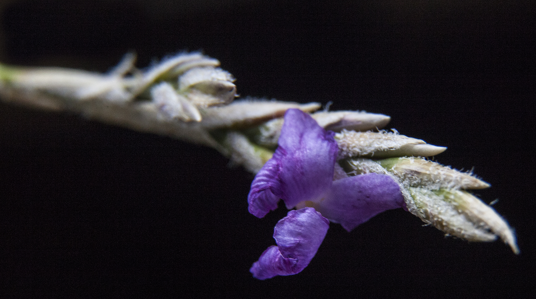 Tillandsia graomogolensis flower 