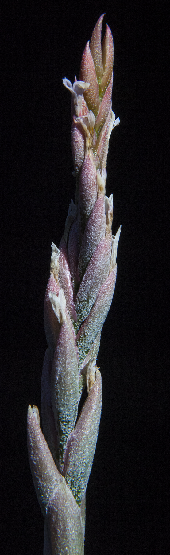Tillandsia guelzii flower