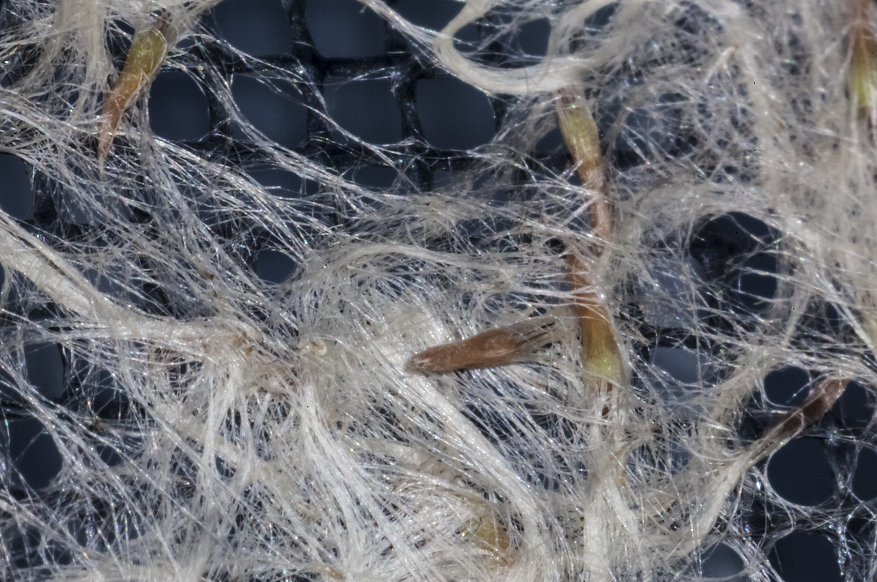 germinating seed of Tillandsia kamii