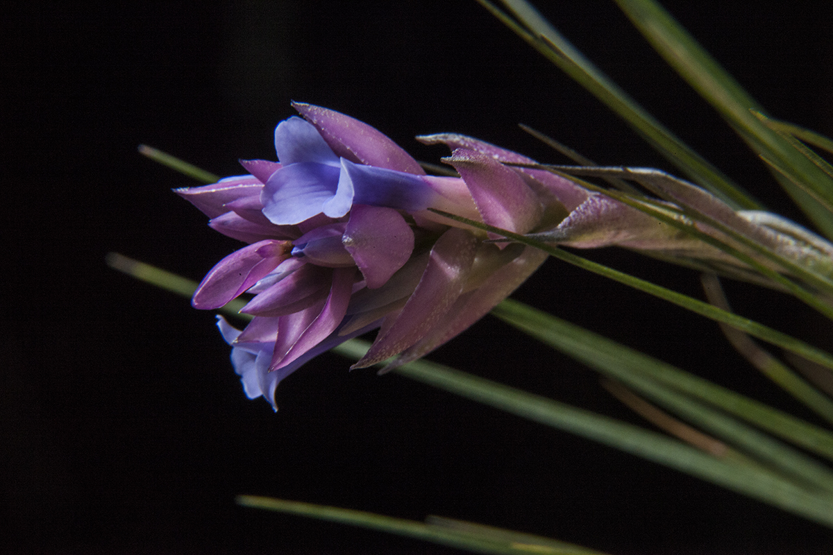 Tillandsia montana in flower