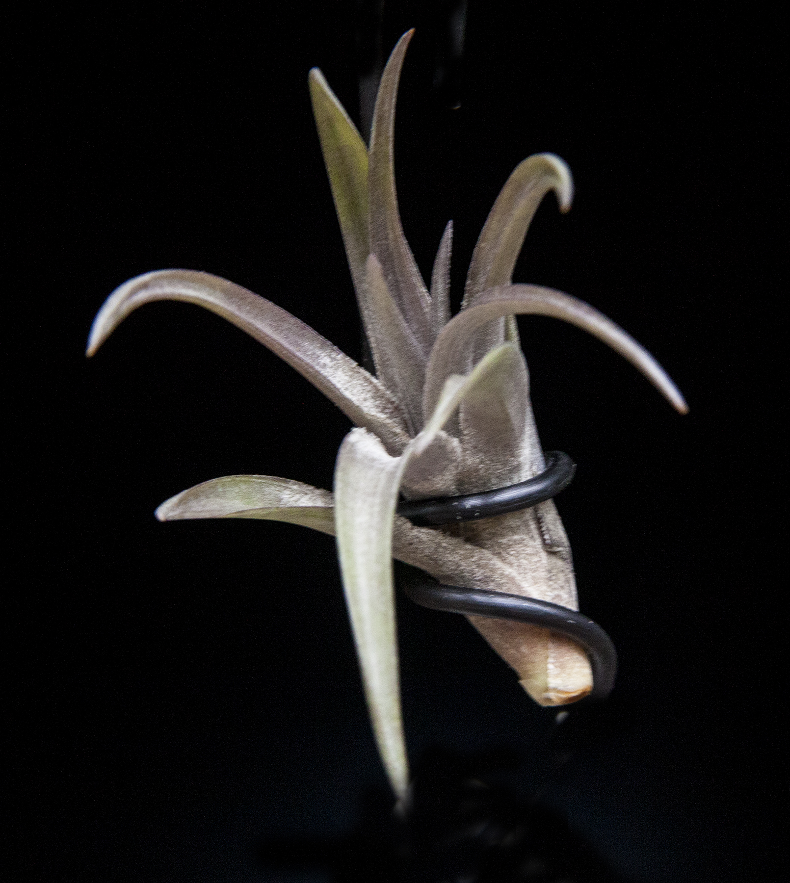 Tillandsia negelcta bronze form