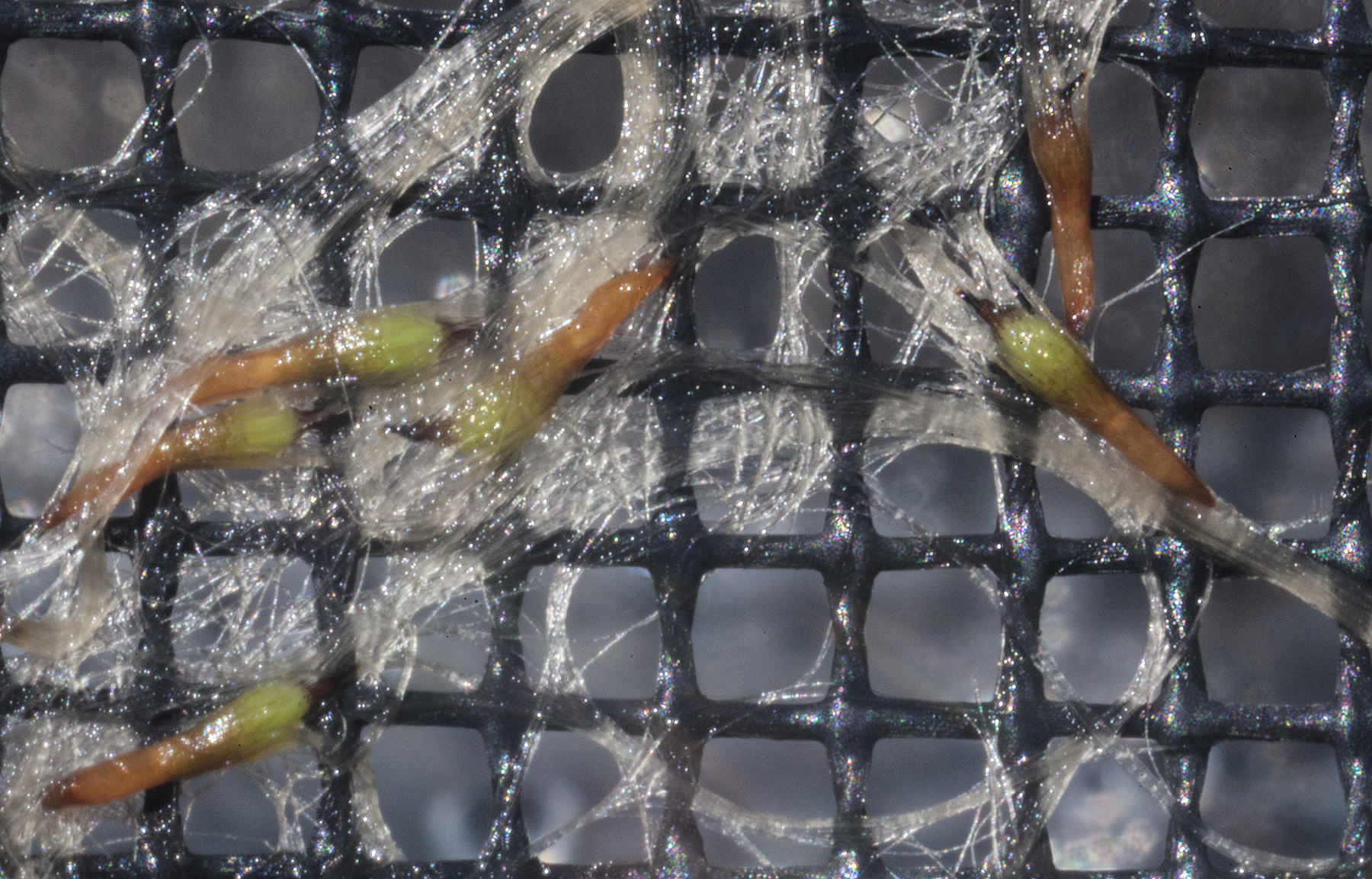 Tillandsia porphyrocraspeda seed germination