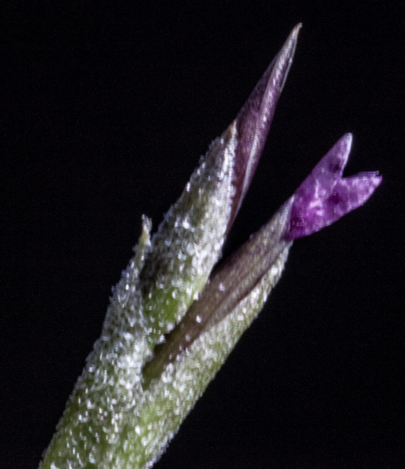 Tillandsia recurvata flower