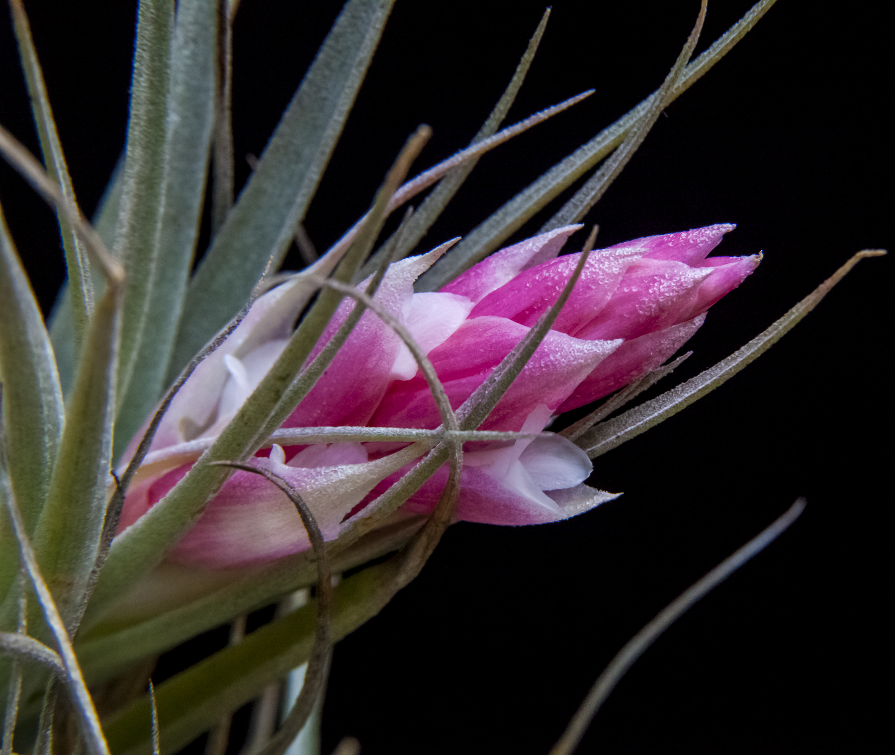 Tillandsia recurvifolia flower