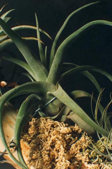 Tillandsia Streptophylla 