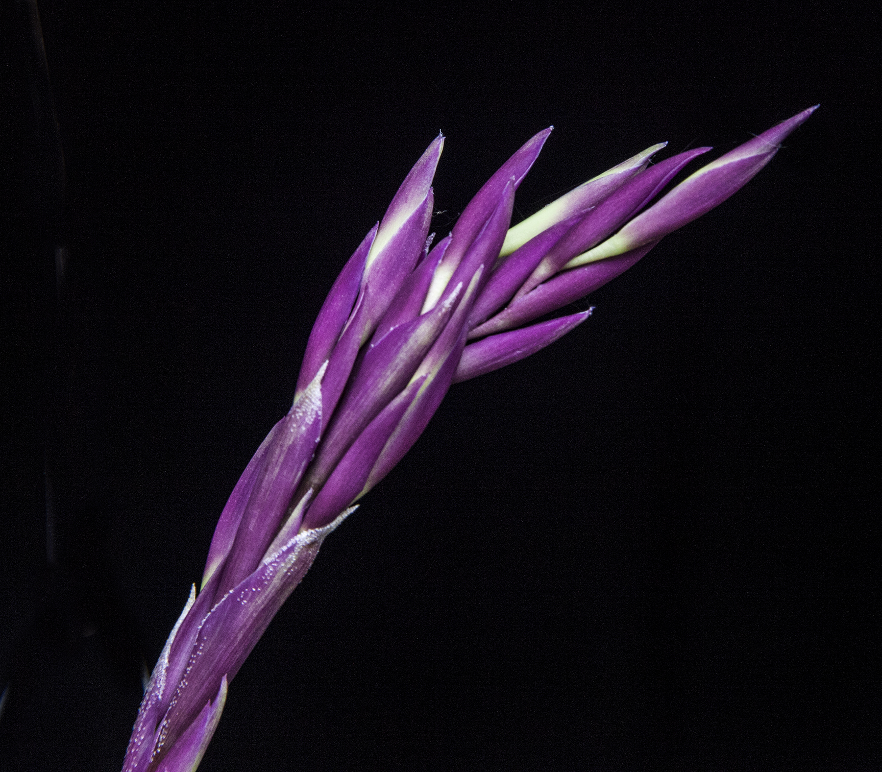 Tillandsia straminea deep purple form flowers