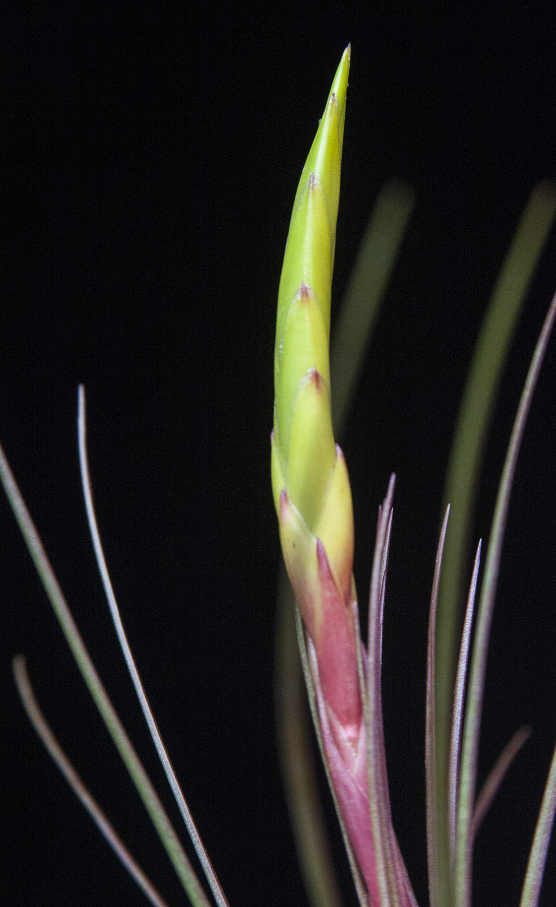 Tillandsia tricolor giant form flower spike
