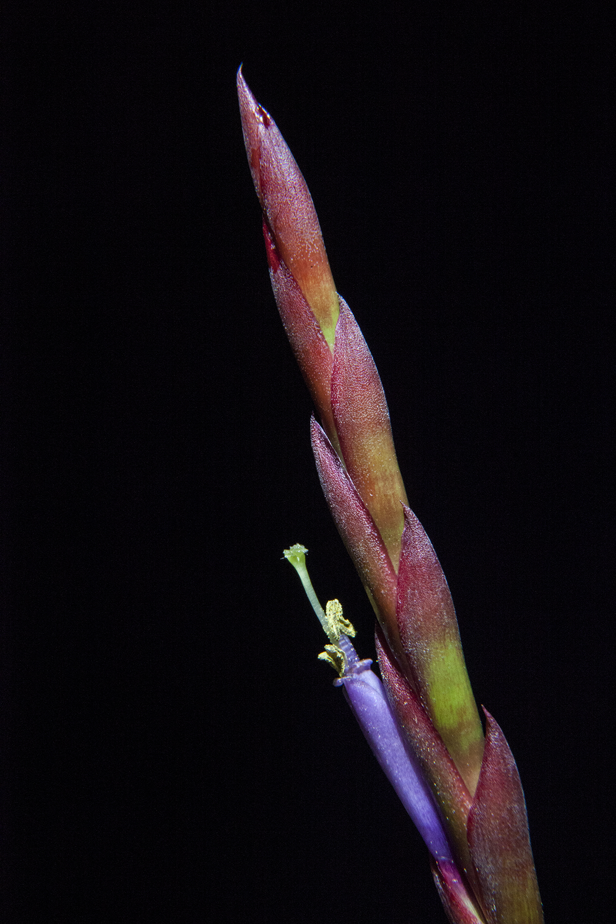 Tillandsia variabilis flower