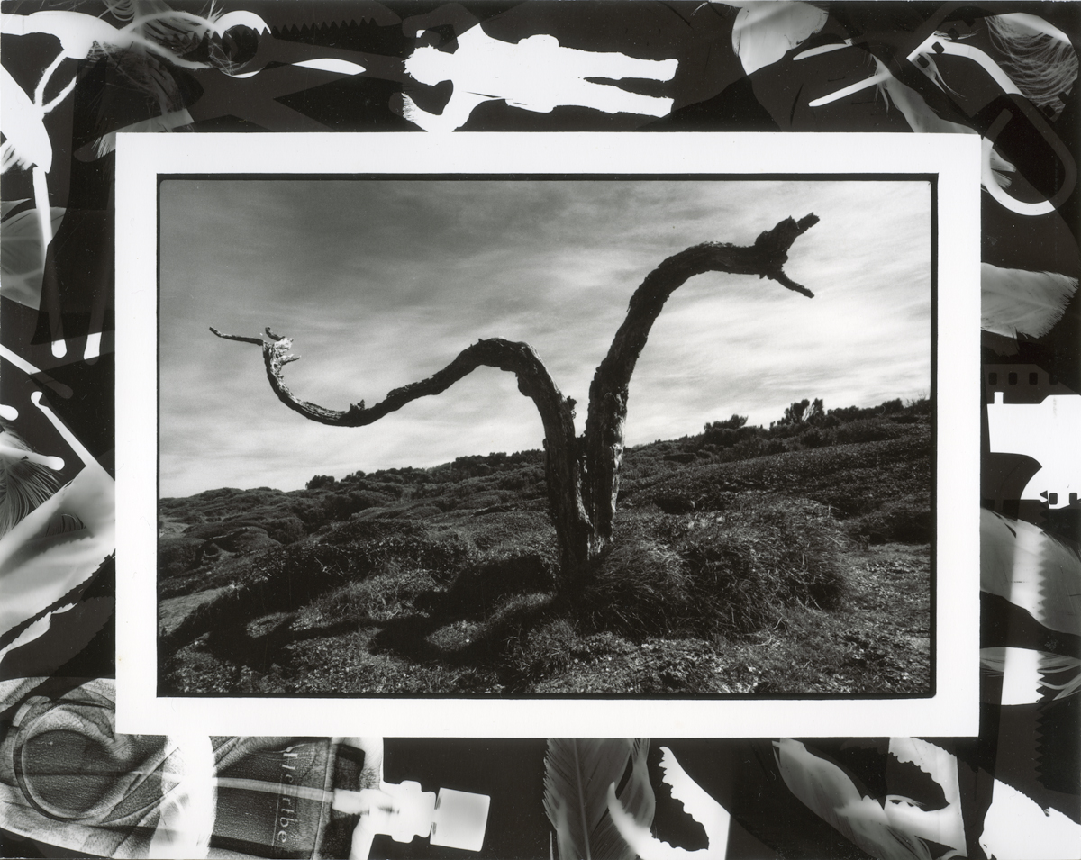 Dead Rata Stump, NE Cape Enderby Island, Lloyd Godman