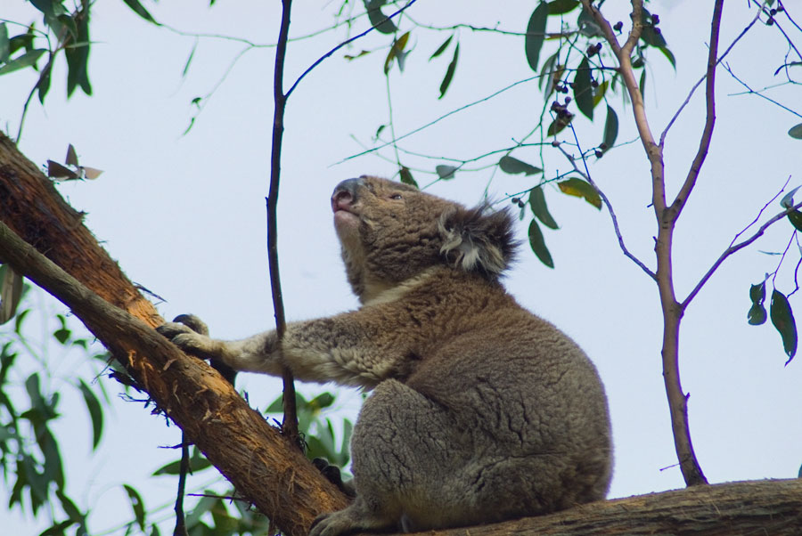 Koala, Cape Otway, Australia
